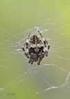 Kreuzspinne (Araneus circe)